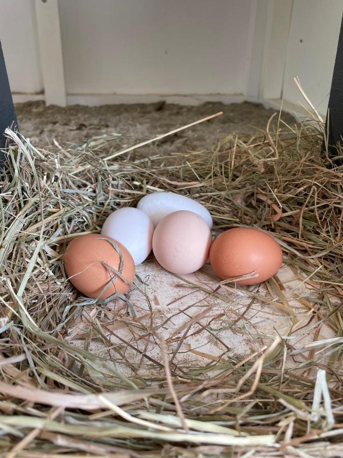 B&B Bagnes Versegeres Exteriör bild